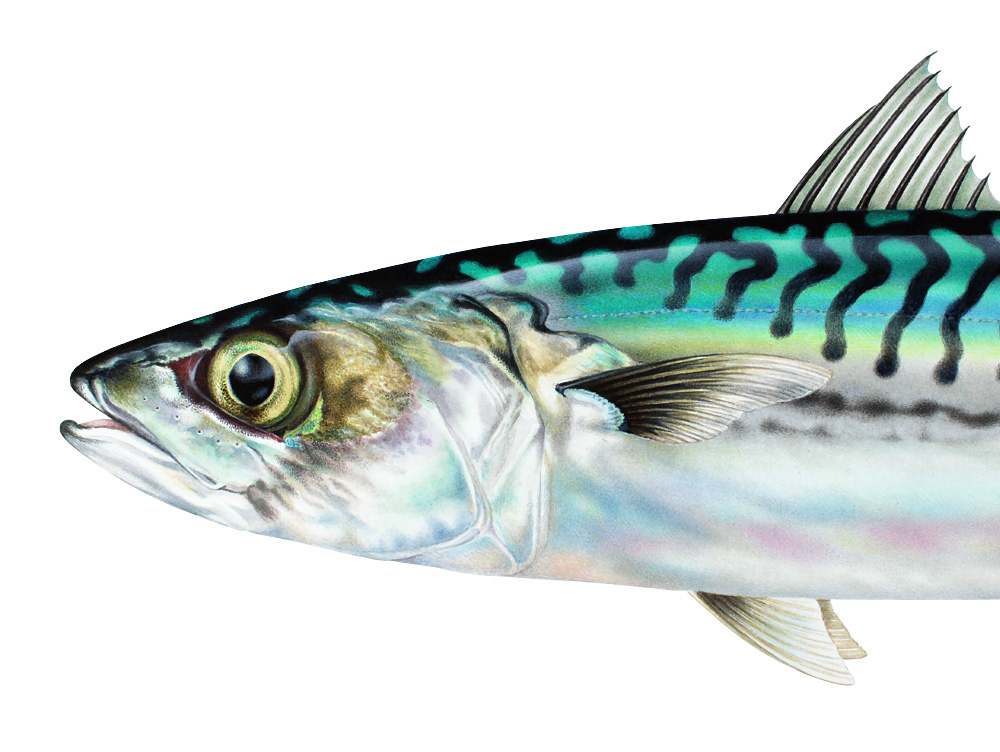 Mackerel
